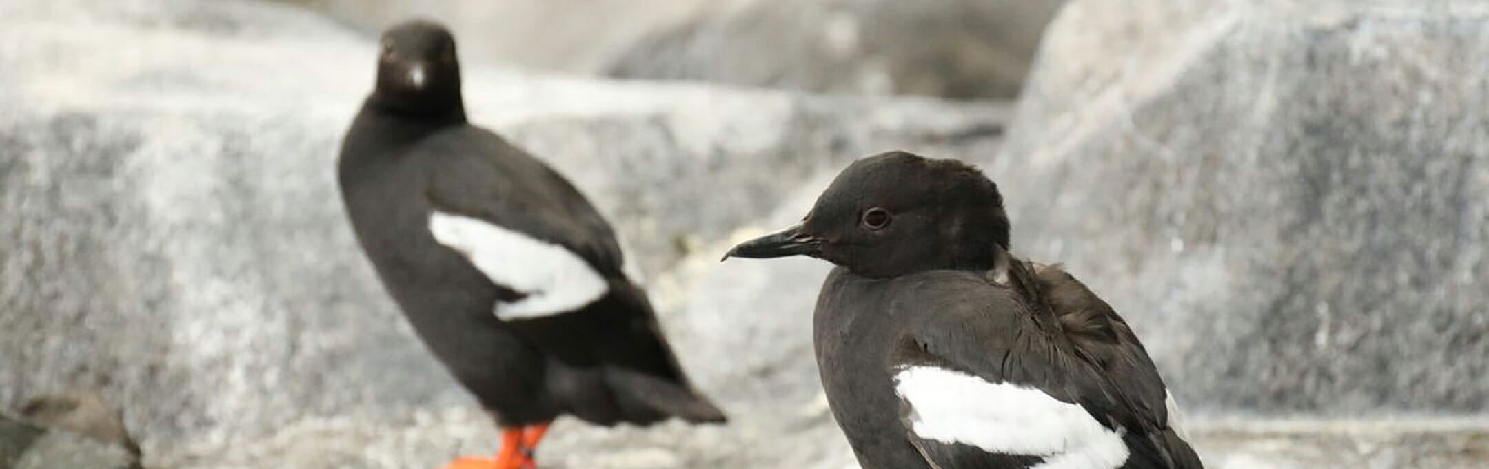 pigeon-guillemot