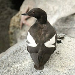 pigeon-guillemot