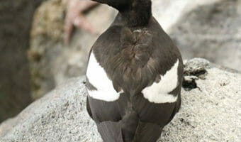 pigeon-guillemot