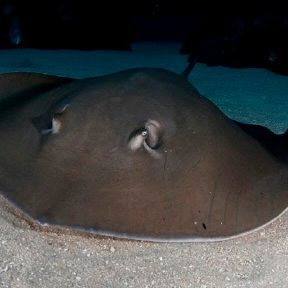 Ocean Voyager Live cam Aquarium See Whale Sharks