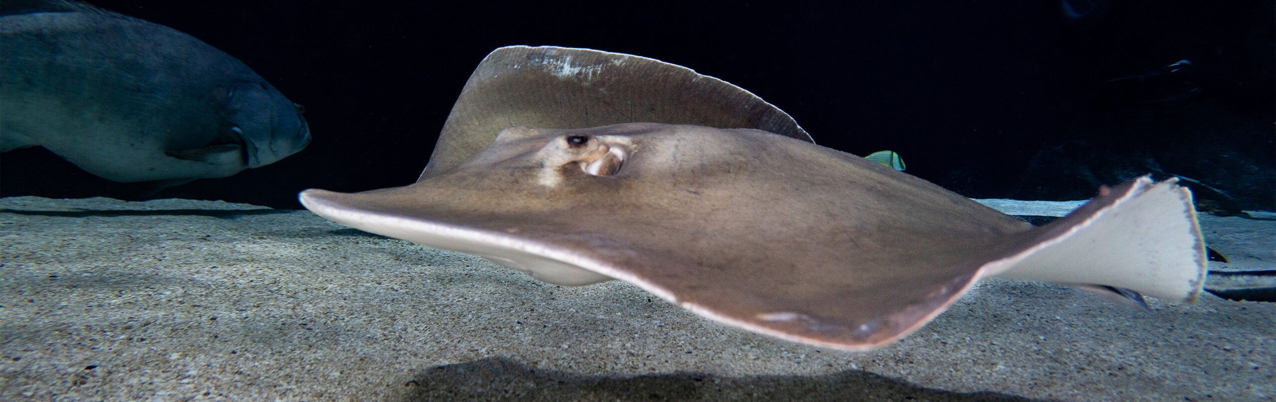 Pointed-Nose Stingray - Georgia Aquarium
