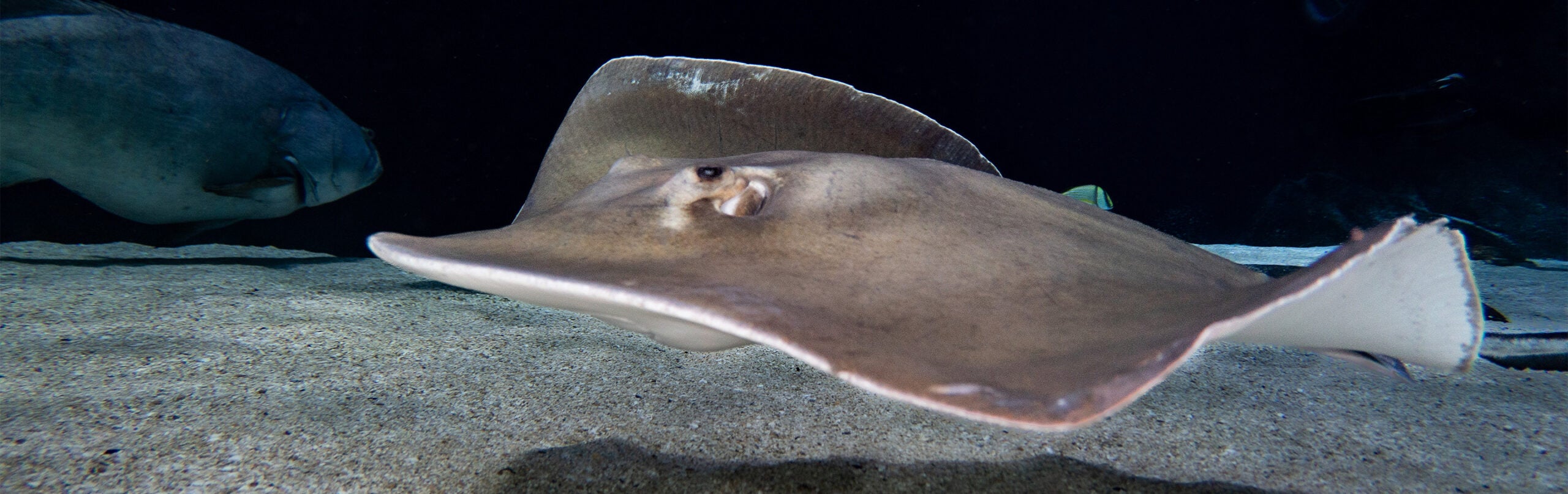 Stingray 