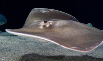 Pointed-Nose Stingray 1