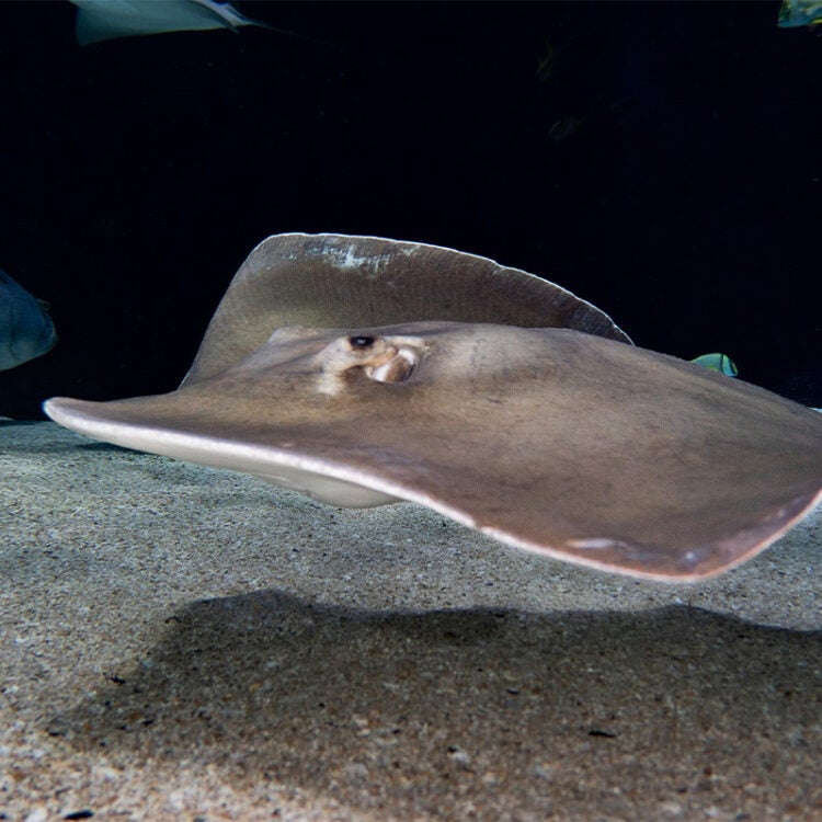 Pointed-Nose Stingray 1