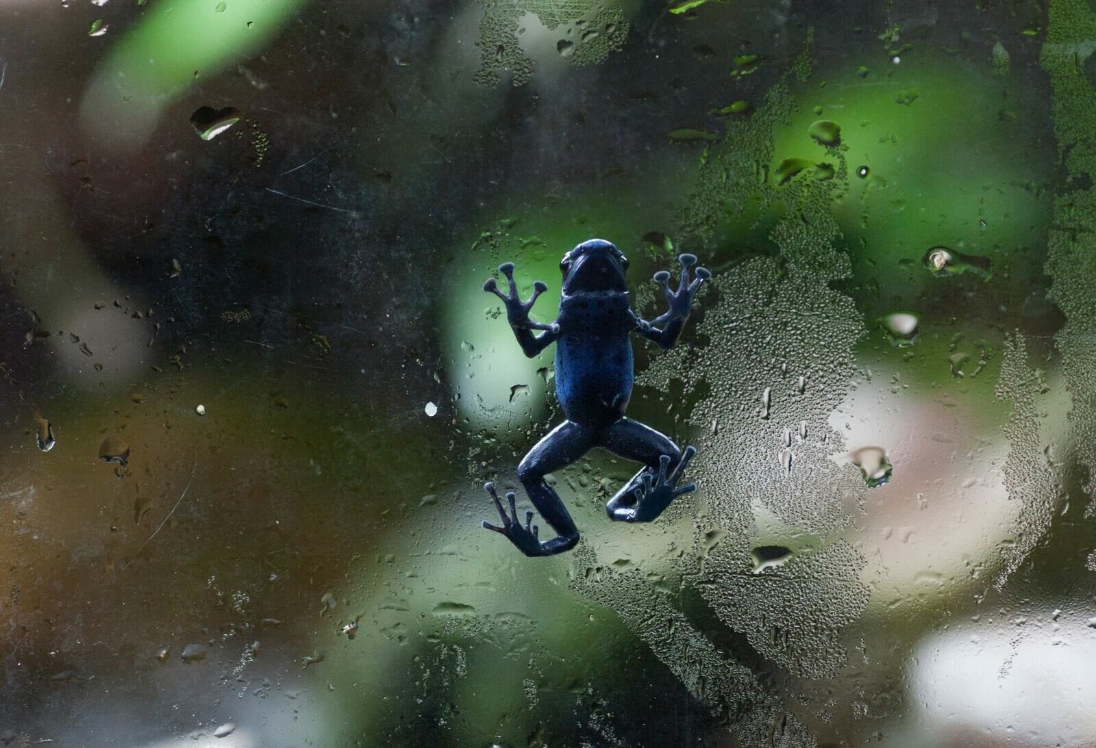 poison dart frogs georgia