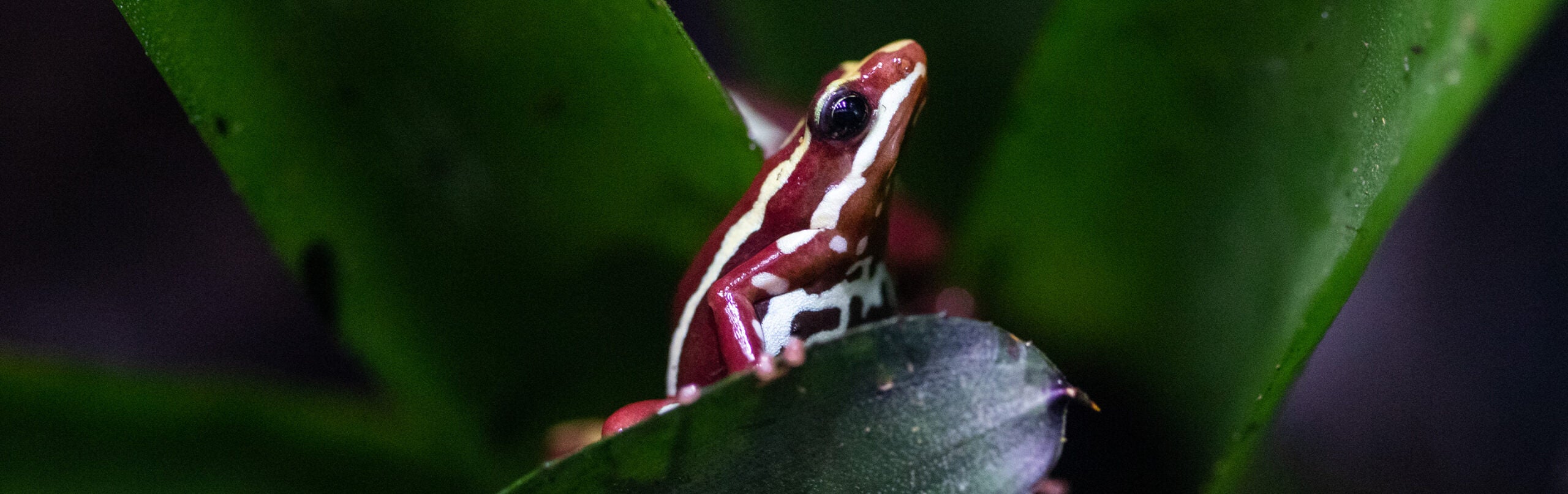 Poison Dart Frog  Rainforest Alliance