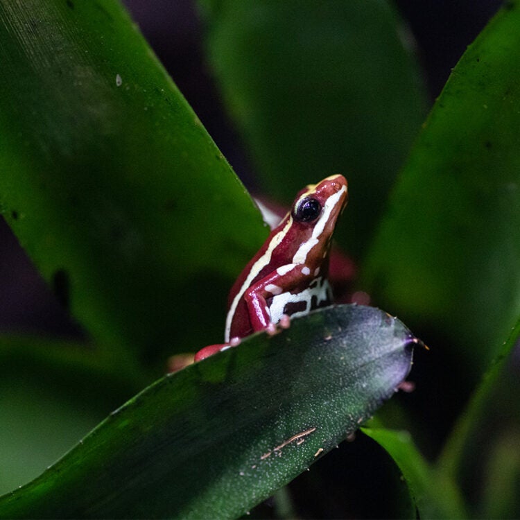 Poison Dart Frogs 1