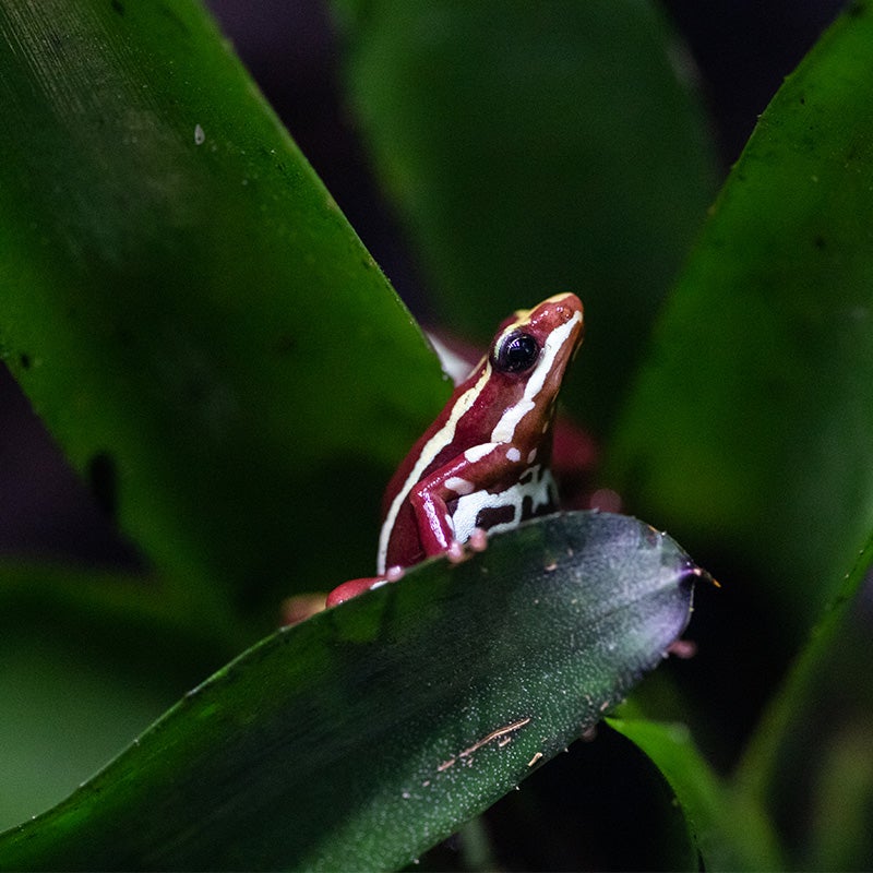 Poison Dart Frog  Rainforest Alliance