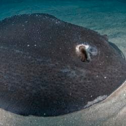 porcupine-ray