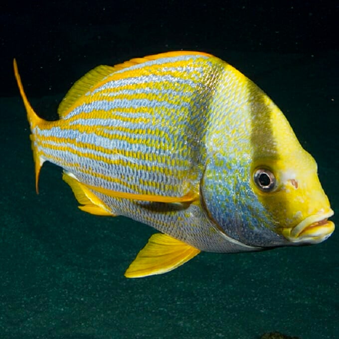 Porkfish Aquarium