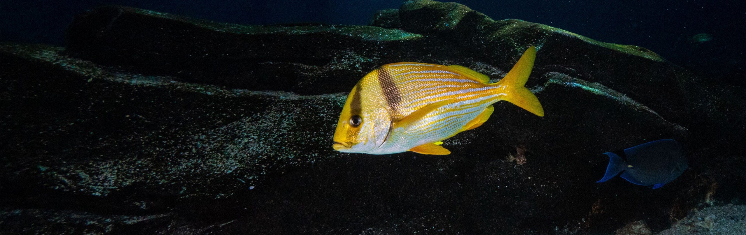 Porkfish 1