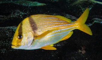 Porkfish 2