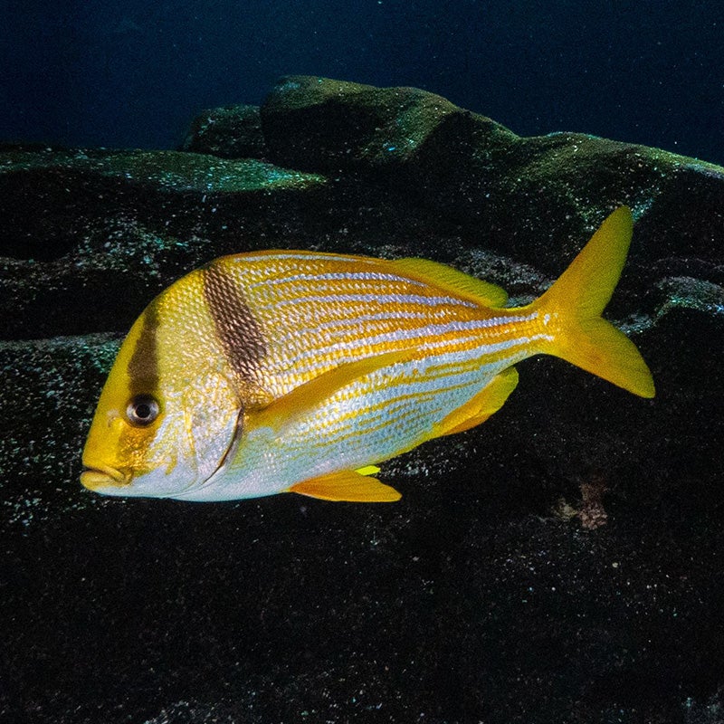 Powder Blue Tang - Georgia Aquarium