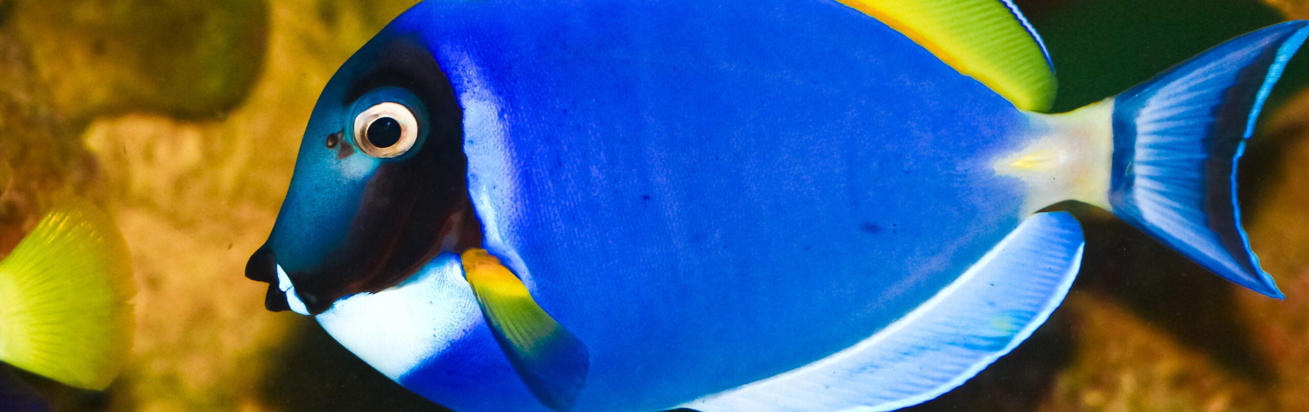 Powder Blue Tang - Georgia Aquarium