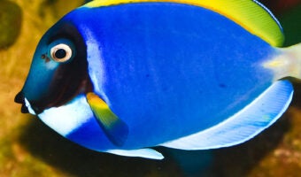 Powder Blue Tang 1