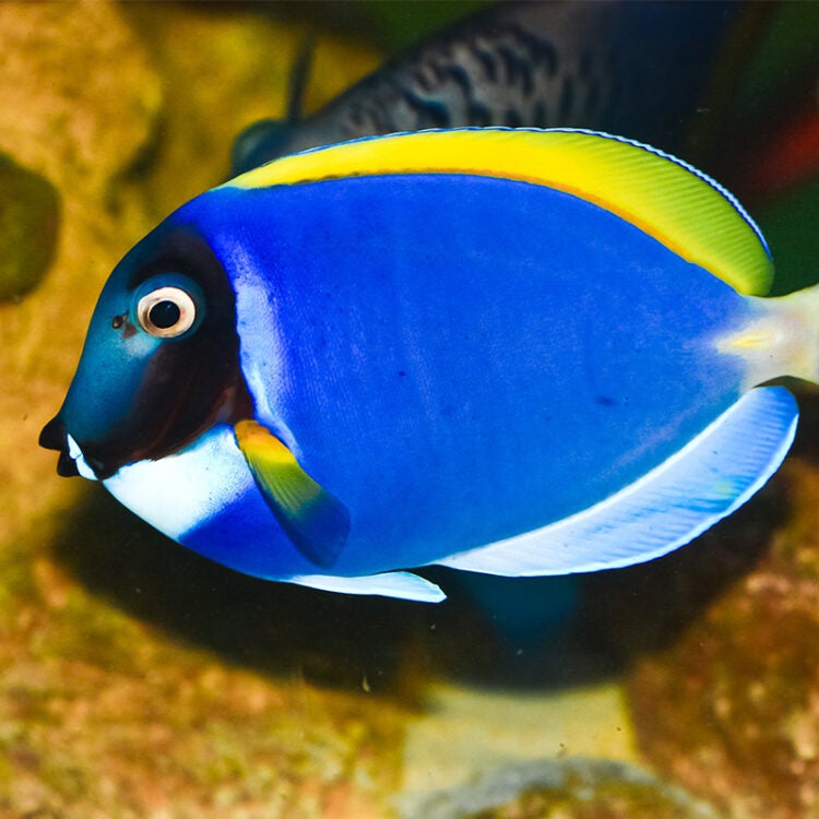 Powder Blue Tang - Georgia Aquarium