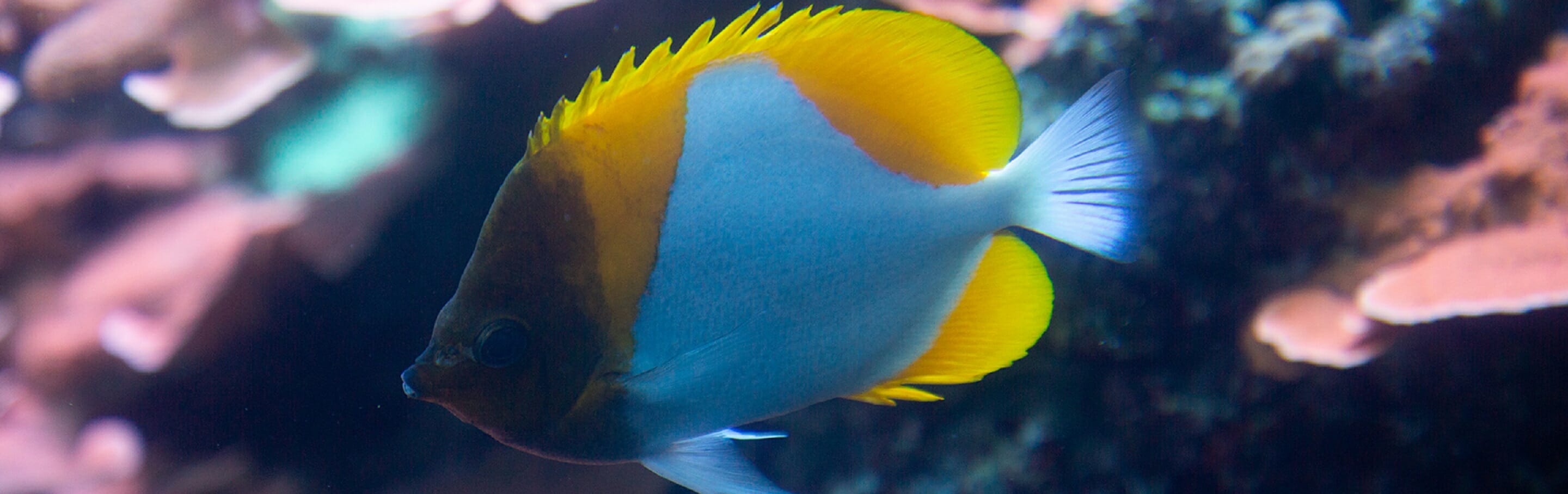 pyramid-butterfly-fish