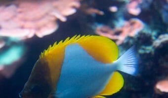 pyramid-butterfly-fish