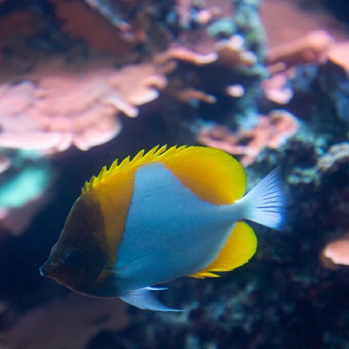 pyramid-butterfly-fish