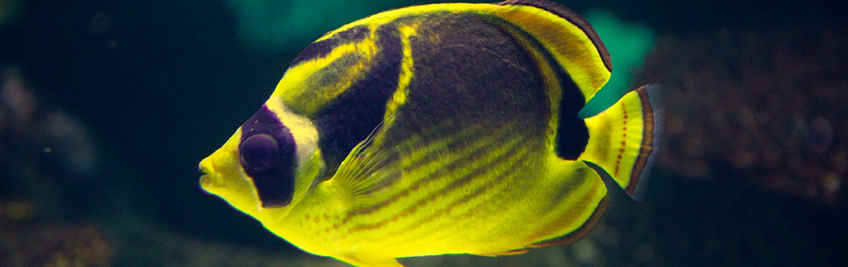 raccoon-butterfly-fish