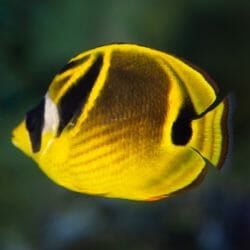 raccoon-butterfly-fish