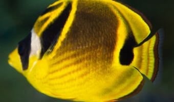 raccoon-butterfly-fish