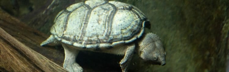 razorback-musk-turtle