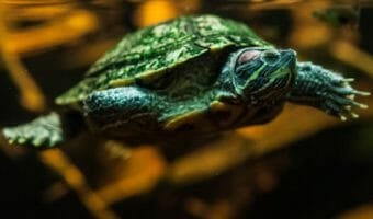 red-eared-slider