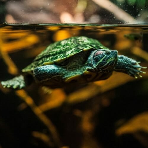 Red-Eared Slider - Georgia Aquarium - Red Eared Slider Aquarium First Aid Kit