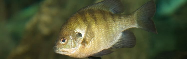 redbreast-sunfish