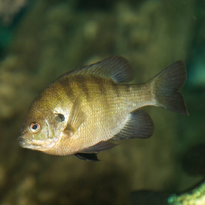 Redbreast Sunfish 1
