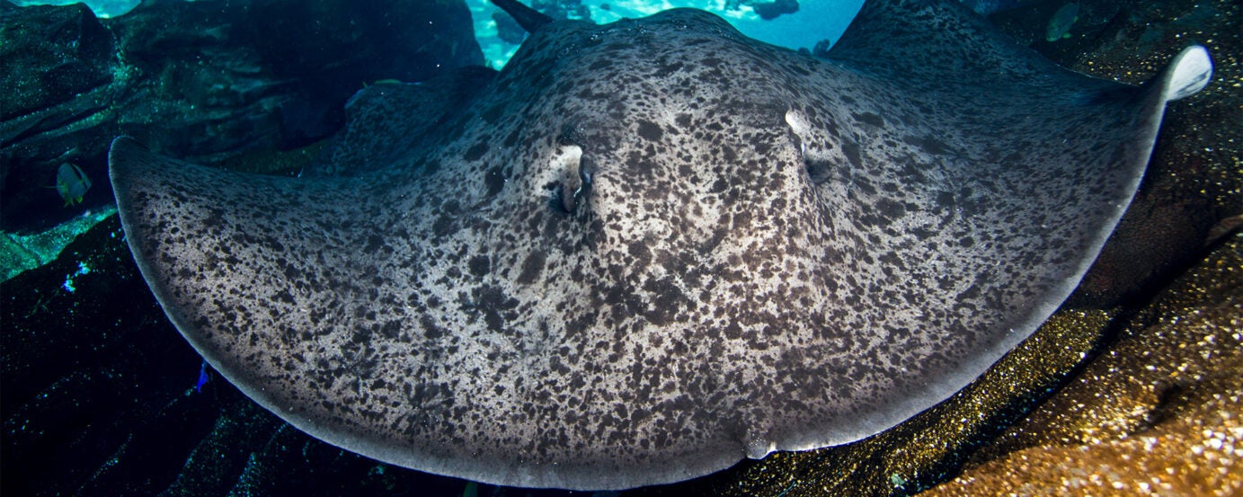 Round Ribbontail Ray 3