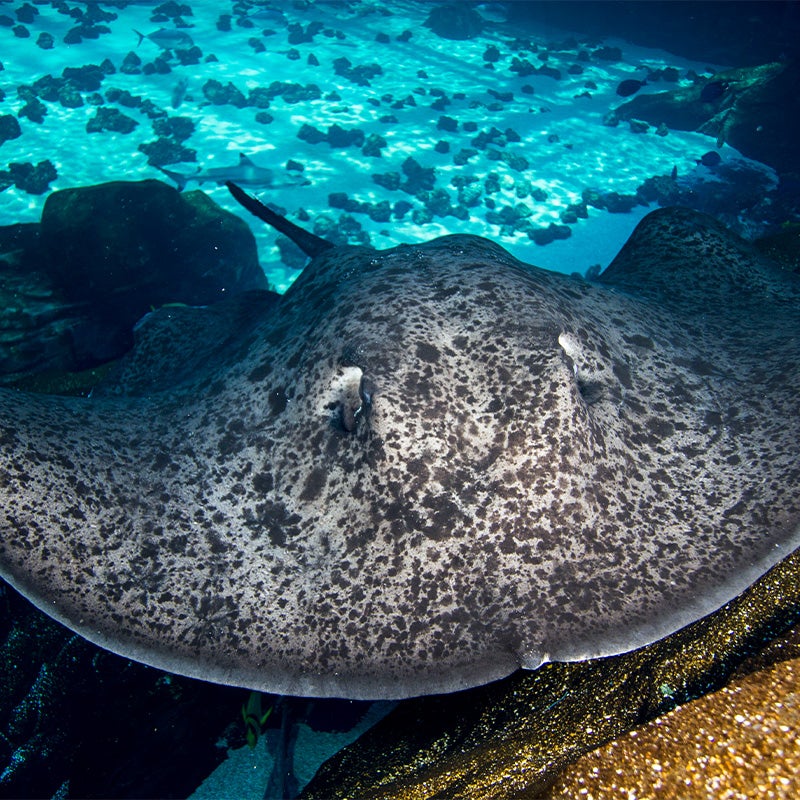 Round Ribbontail Ray 4