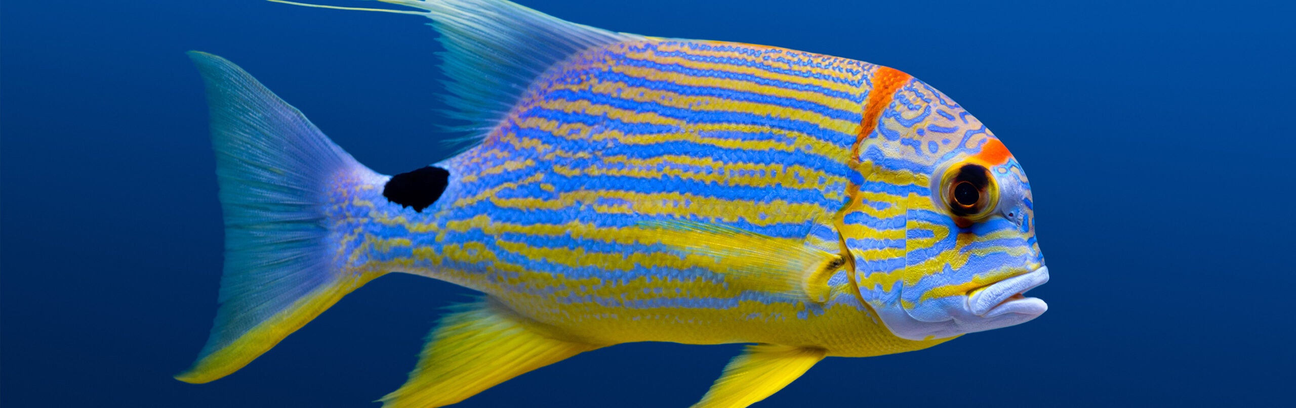 Sailfin Snapper