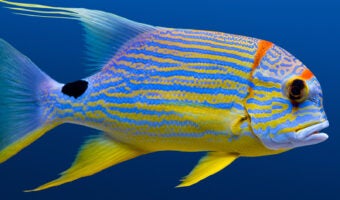 Sailfin Snapper 1