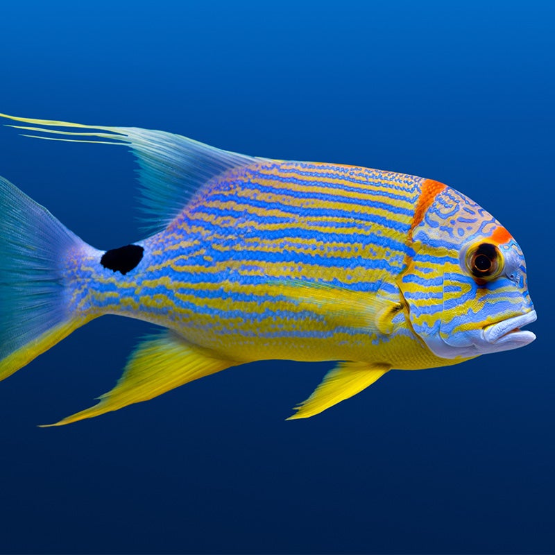 Sailfin Snapper - Georgia Aquarium