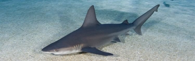 sandbar-shark