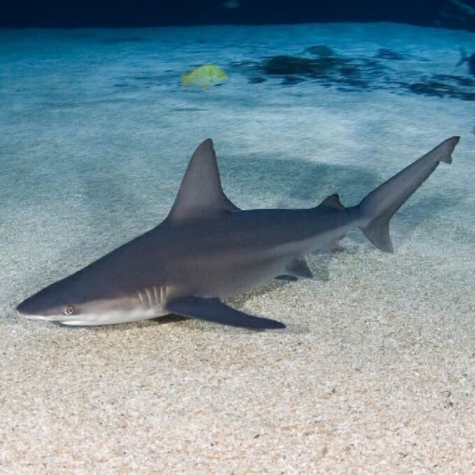 Sandbar Shark - Georgia Aquarium