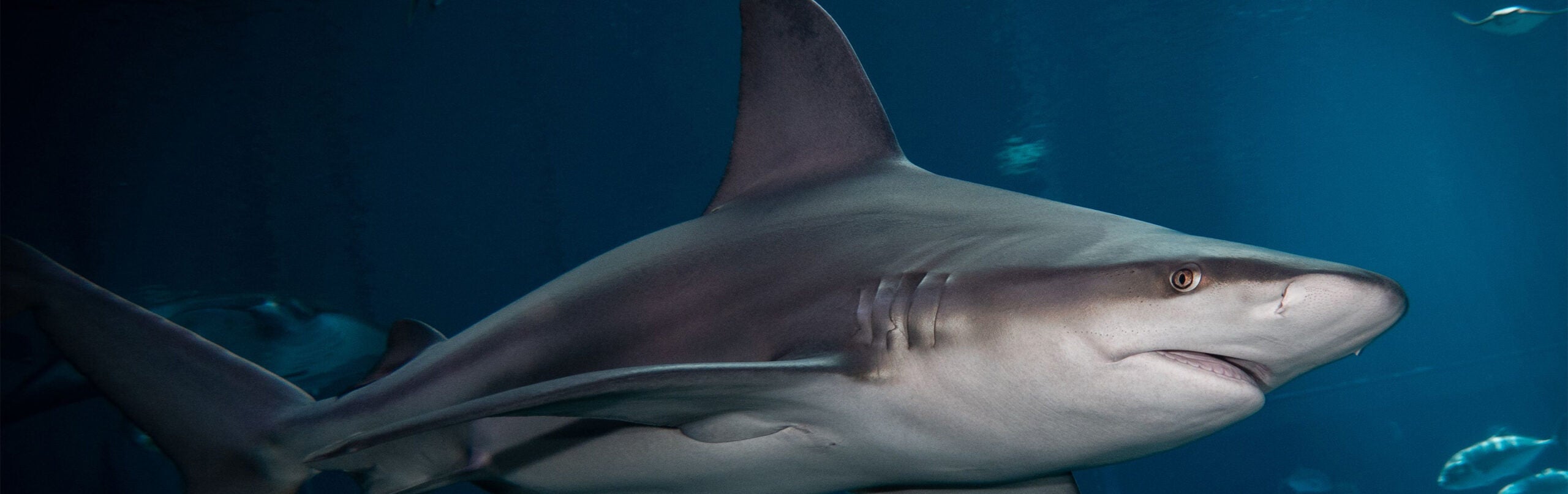 Sandbar Shark