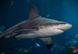 Sandbar Shark 1