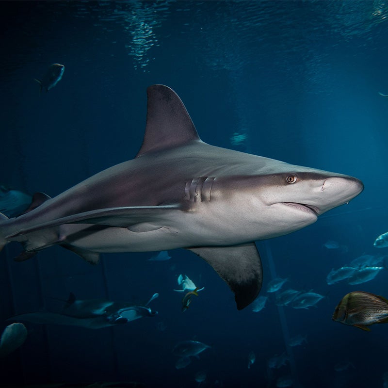 Sandbar Shark - Georgia Aquarium