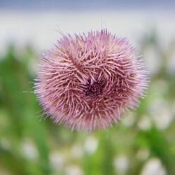 Sea Urchins 1