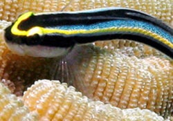 Sharknose Goby