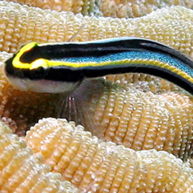 Sharknose Goby