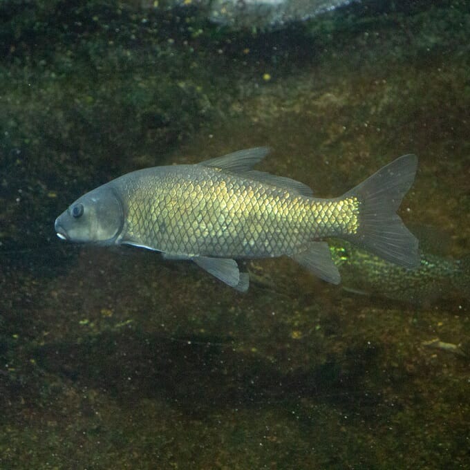Smallmouth - Georgia Aquarium