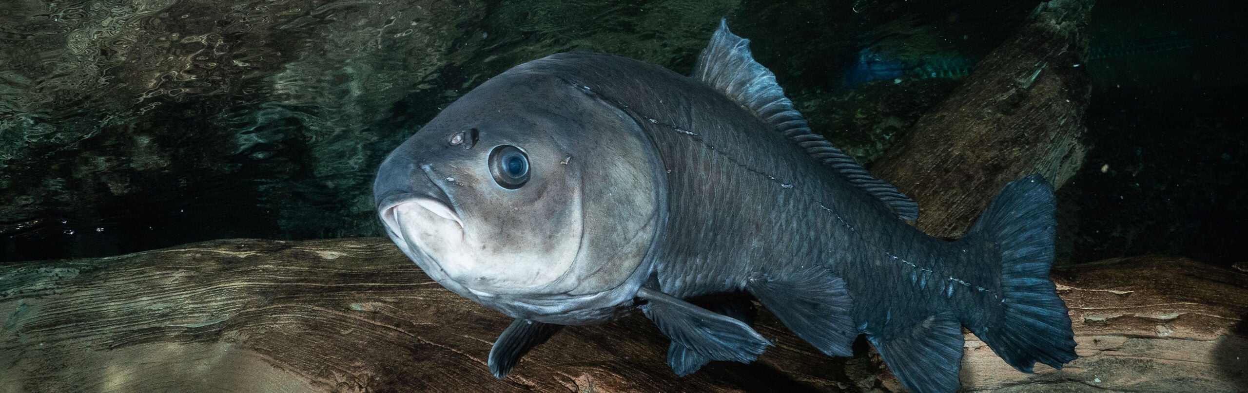 Smallmouth Buffalo