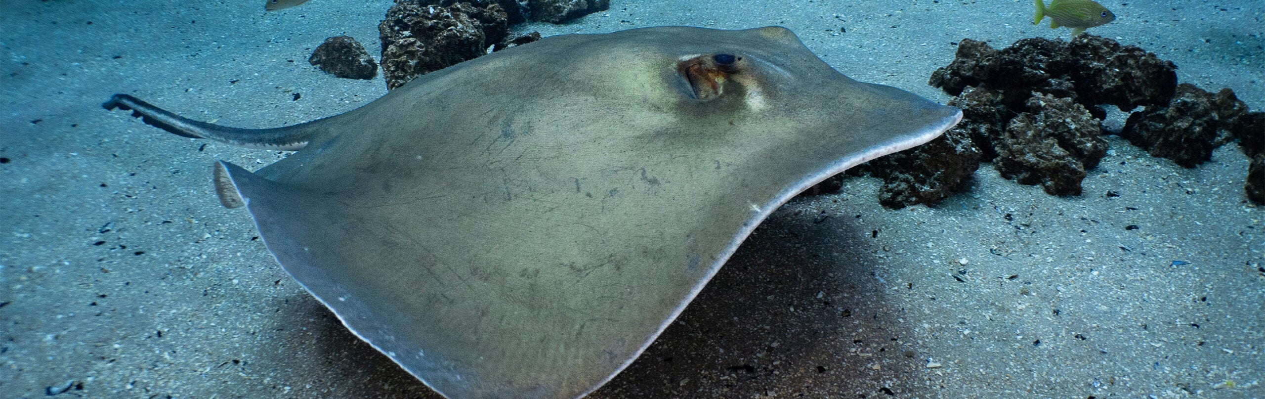 Southern Stingray 2