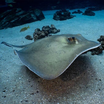 Southern Stingray 3