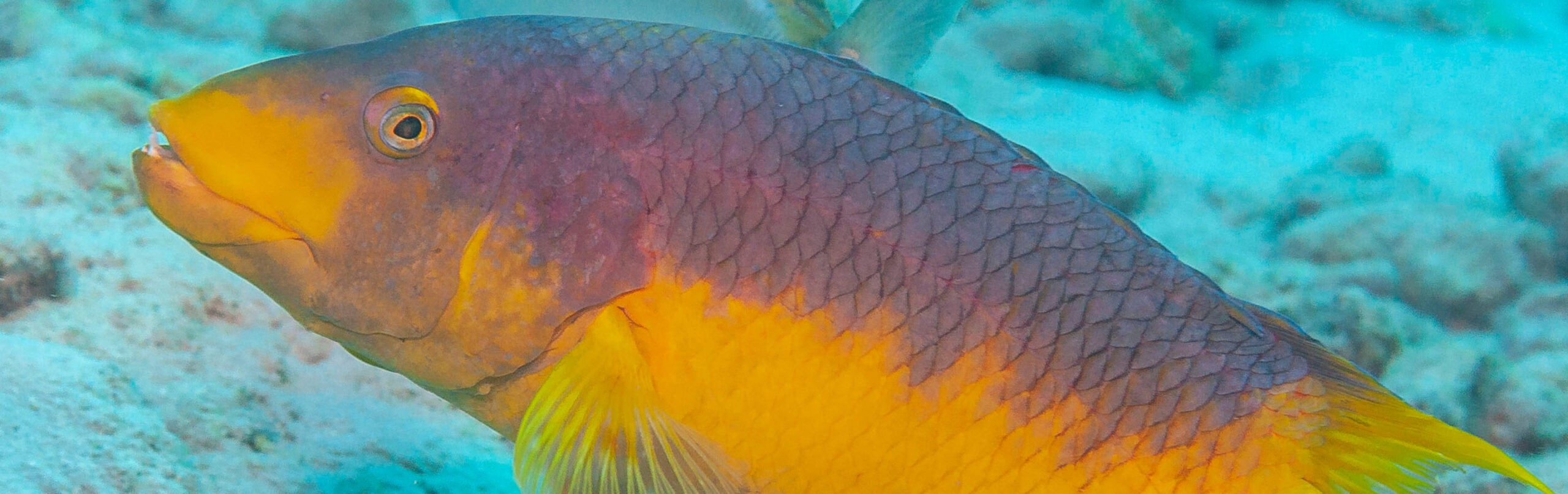 Spanish Hogfish