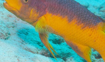 Spanish Hogfish 1